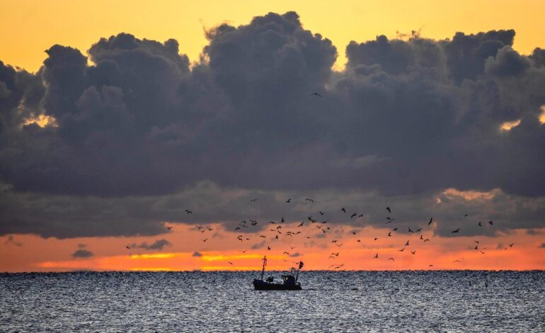 Greenpeace: Speisefische aus Nord- und Ostsee mit PFAS belastet