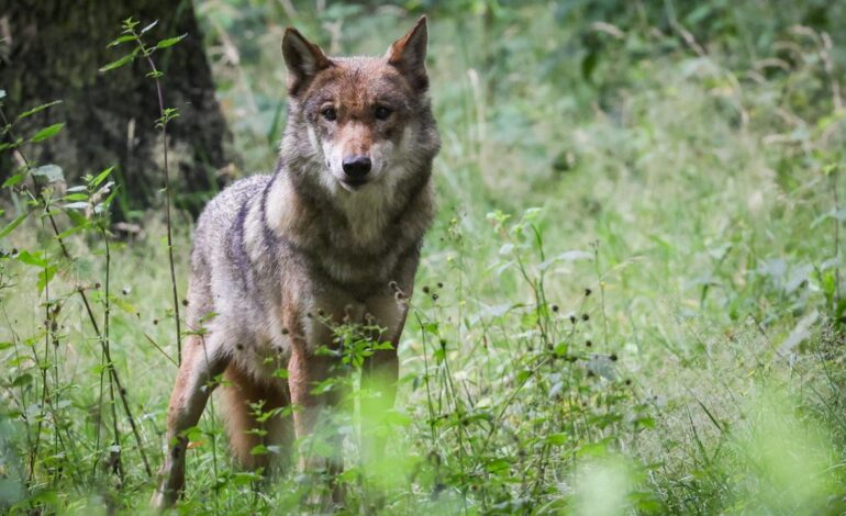 Bundesregierung stuft Entwicklung der Wölfe als “günstig” ein